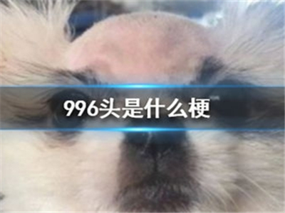 996头是什么梗 与985头是一个意思吗