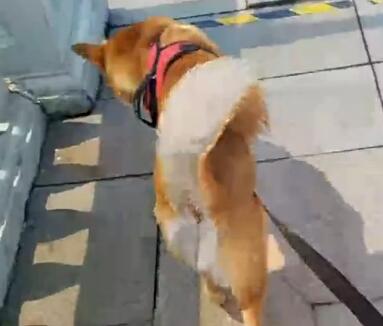 刘杀鸡2017-05-21 10时44分直播录像回放 今天带你们去买回扣卡！