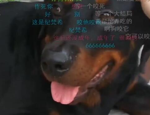钱小佳2017-08-05 直播录像回放 普吉岛惊魂72小时P2