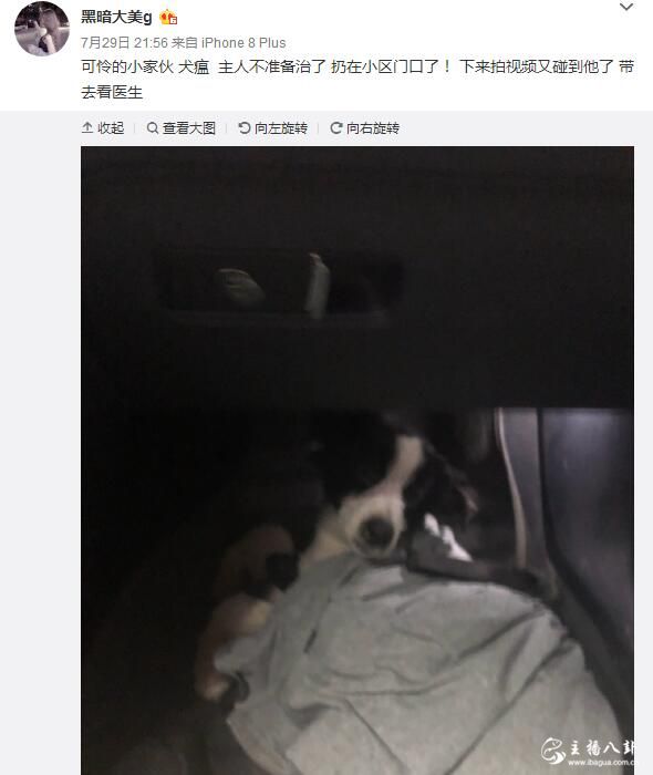 有爱心，黑暗萝莉大美为流浪犬治病！