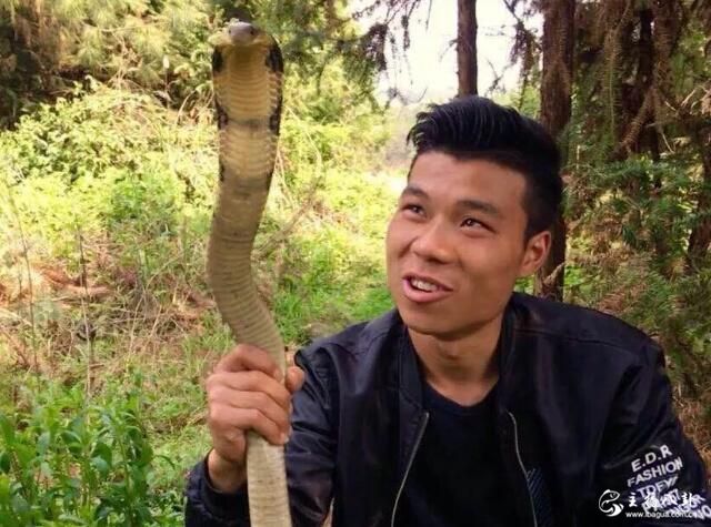 斗鱼户外主播蛇哥深山捕获五步蛇，敲开其嘴展示毒牙！