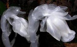 惊奇！陕西现“冥界之花”