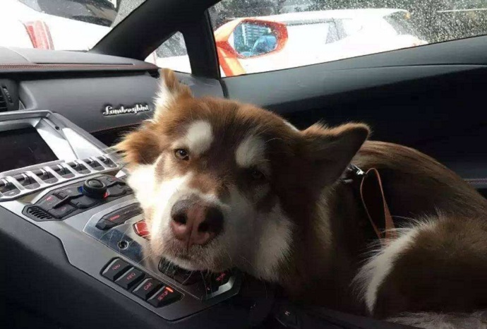 王思聪的狗王可可