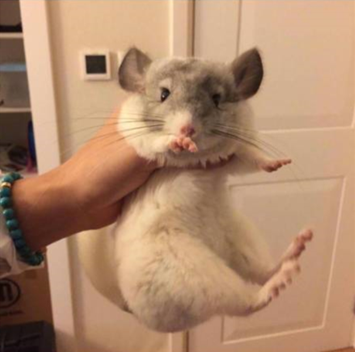 王思聪龙猫