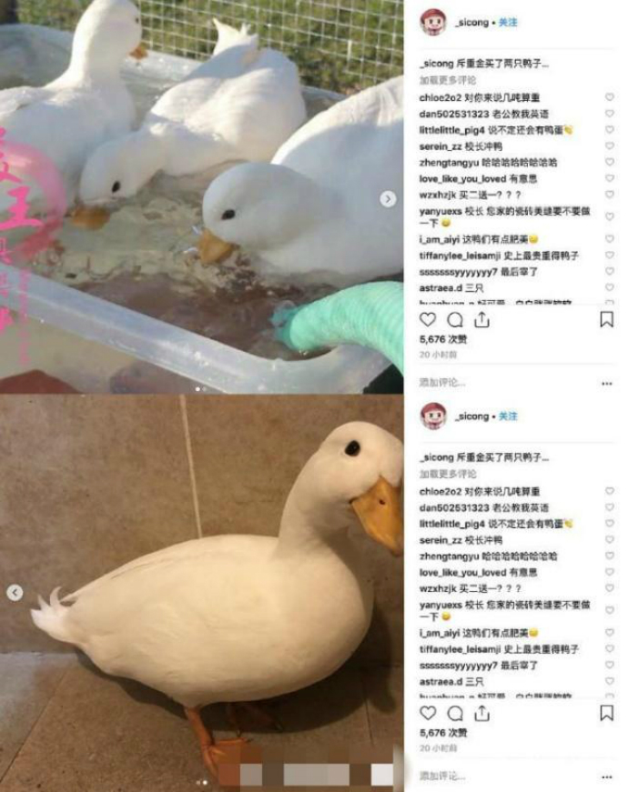 王思聪的鸭子