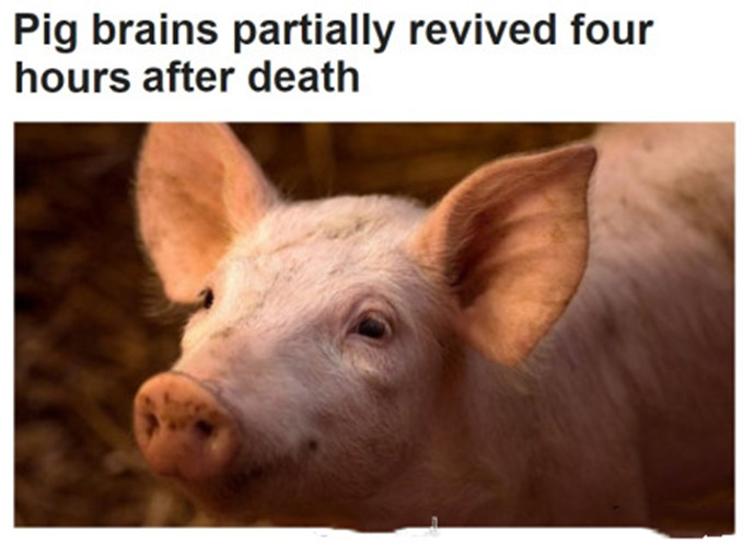 脑死亡猪复活