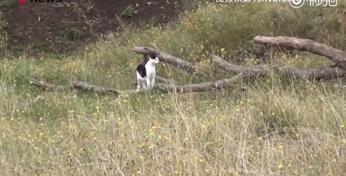 澳洲的野猫