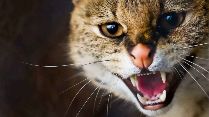 澳大利亚捕杀野猫