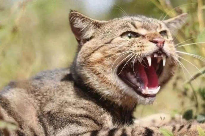 澳大利亚野猫破坏生态