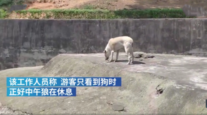 九峰山森林动物园否认以狗充狼