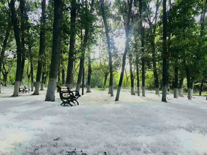 杨柳絮到处都是