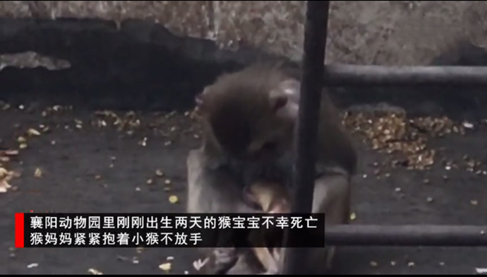 猴宝宝去世