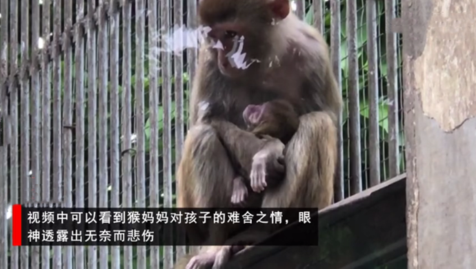 猴妈妈悲伤