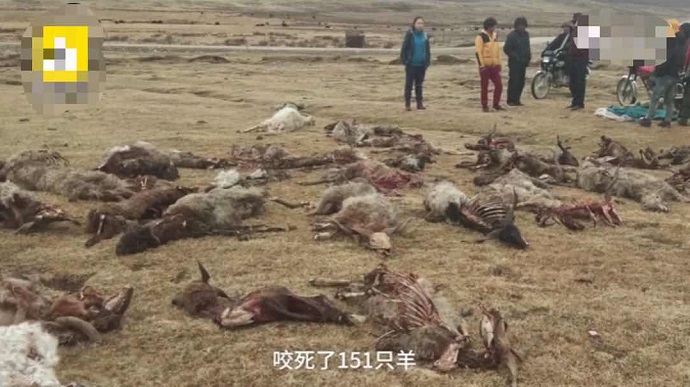 青海狼袭击后的狼群