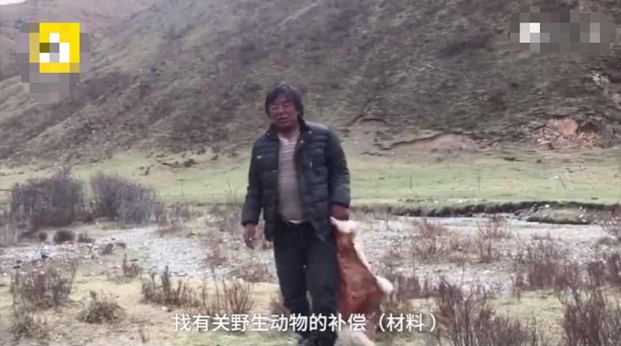 牧民在收拾被咬死的羊