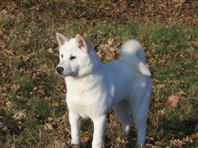 纪州犬