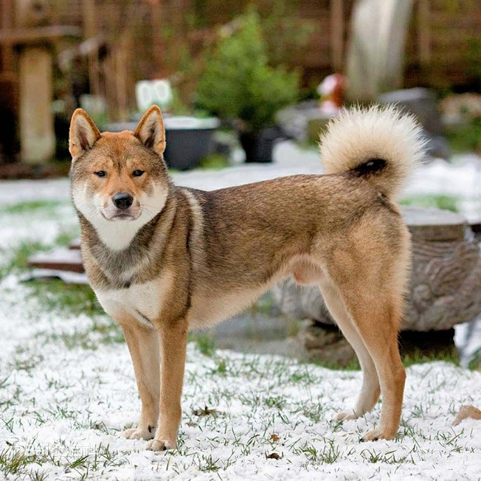 四国犬