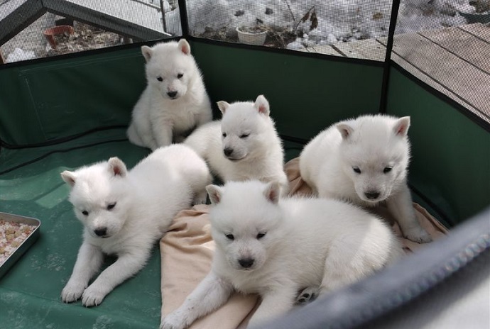北海道犬