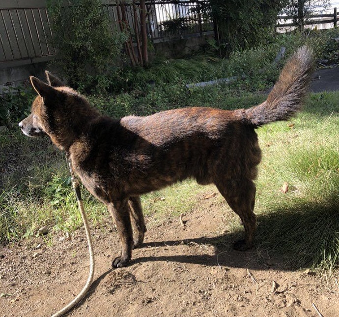 甲斐犬