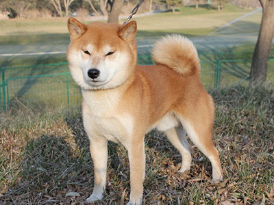日本秋天犬面临灭绝 历史上曾多次出现类似情况