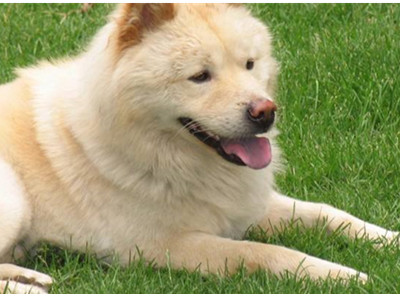 日本秋田犬面临灭绝 颜值在动物界也很重要