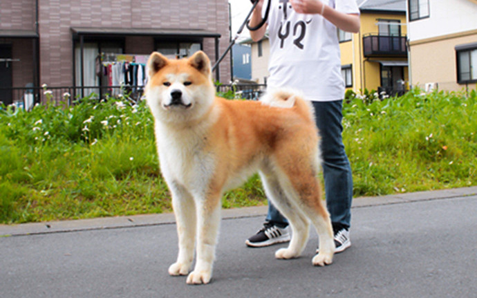 日本秋田犬面临灭绝