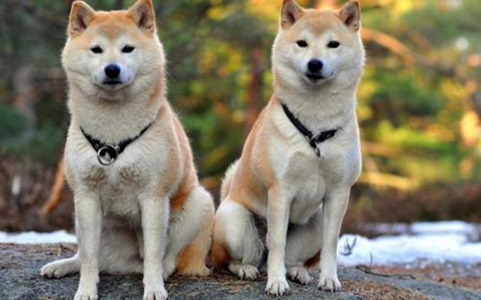 秋田犬