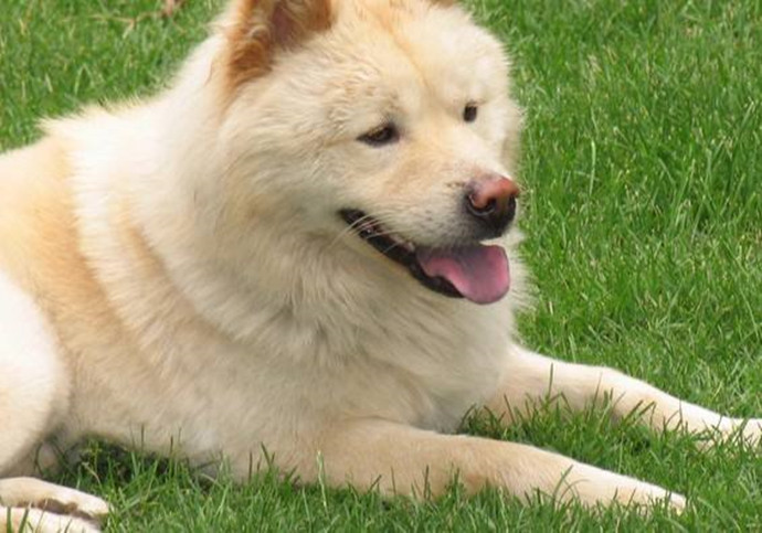 日本秋田犬