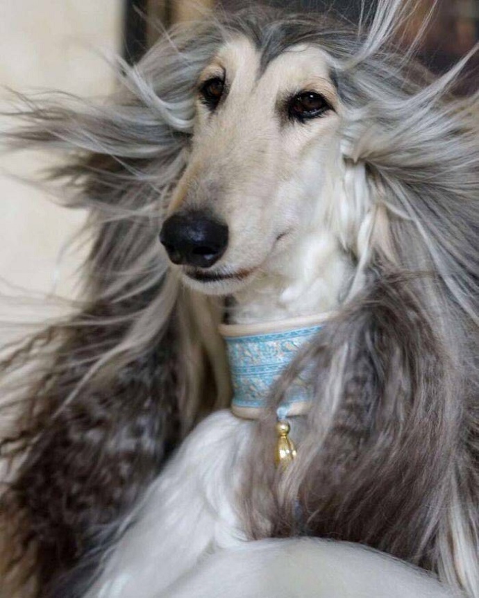 阿富汗猎犬