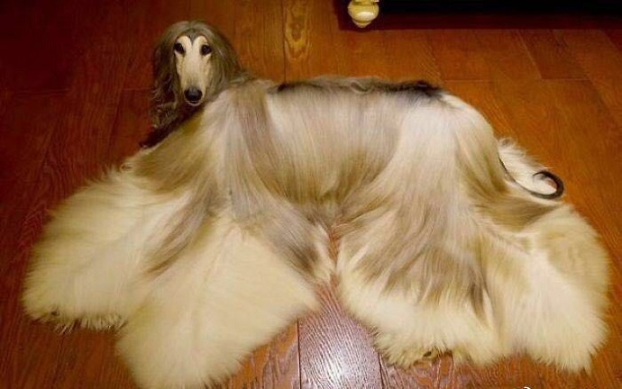 阿富汗猎犬