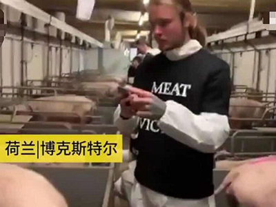 素食者闯入农场看望猪 愤怒农户的举动引发冲突