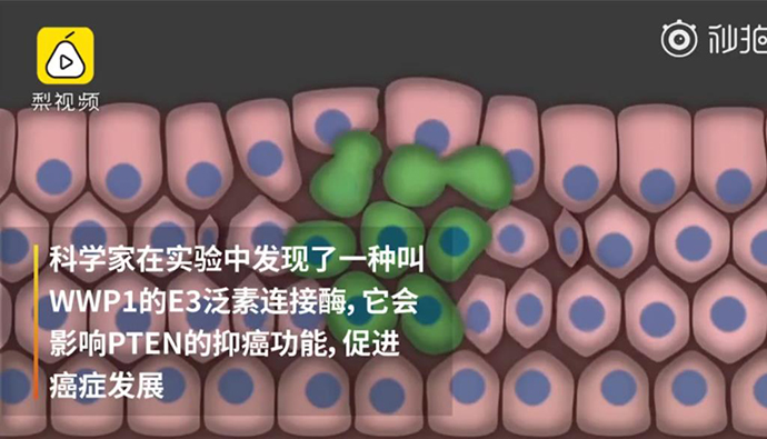 西兰花分子抑制癌症