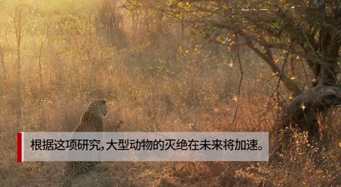 暮色中的猎豹