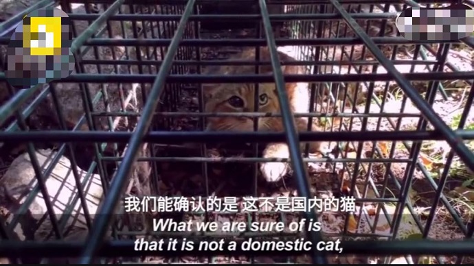 狐狸猫图片