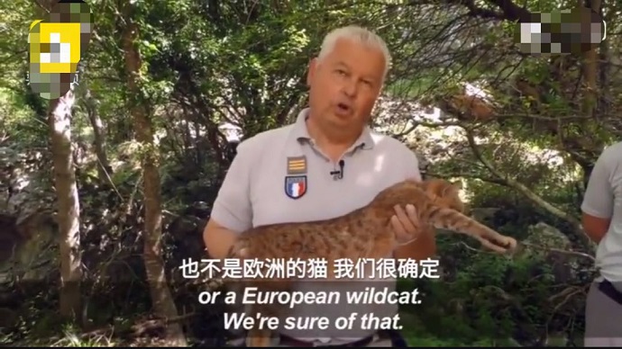 研究人员展示这种猫
