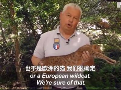 法国发现猫科新物种 有狐狸特征基因接近非洲森林猫