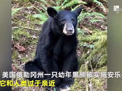 黑熊宝宝因与人过亲被安乐死 居民与动物专家产生分歧