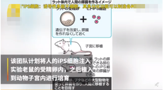 或将解决人体移植问题