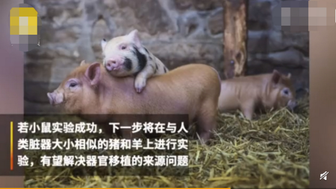 人兽杂交胚胎实验惹争议