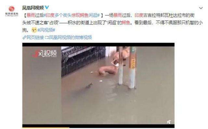 网上疯传流浪狗险些遭鳄鱼咬视频