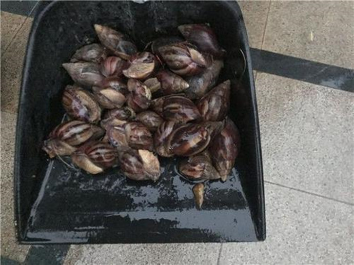 福建某小区发现的大量非洲大蜗牛