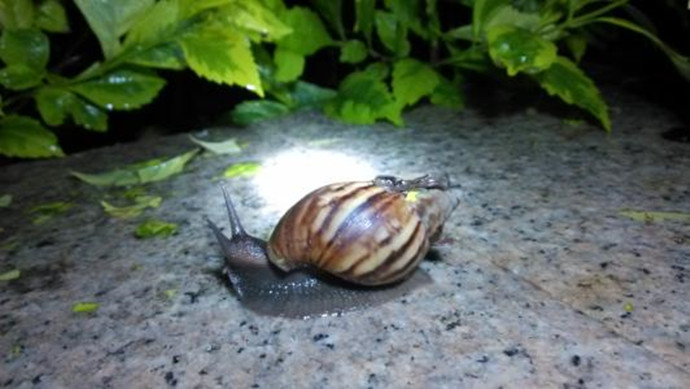 非洲大蜗牛