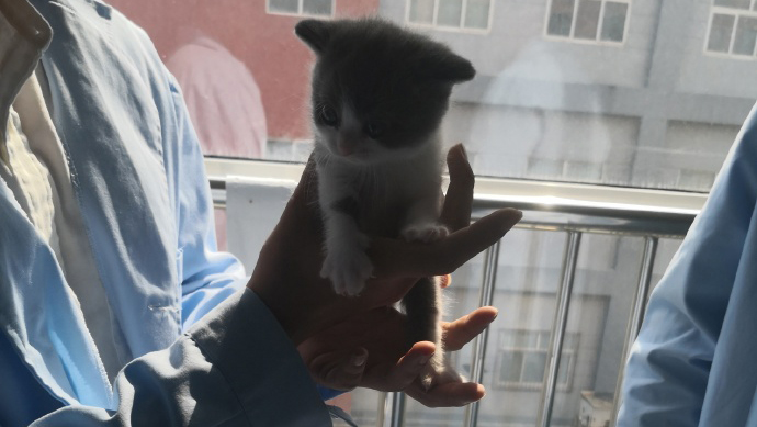 知道名字以后网友戏称是一只有味道的猫