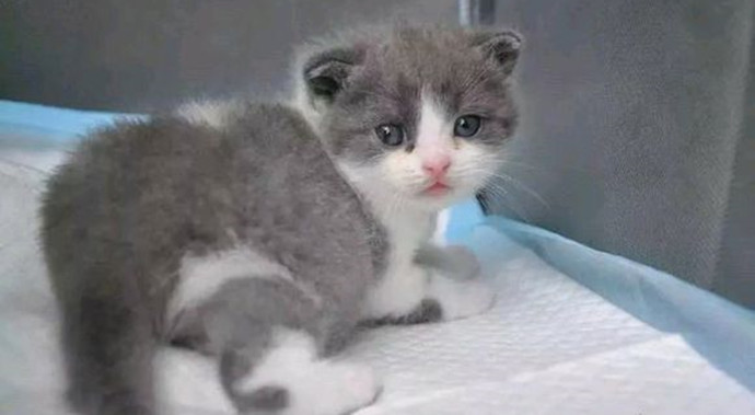花费25万克隆出来的猫