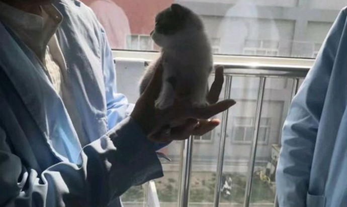 花费25万克隆出来的猫