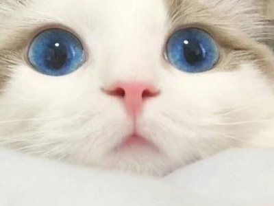 买房当猫宅被投诉 贫穷限制了我对猫奴的想象