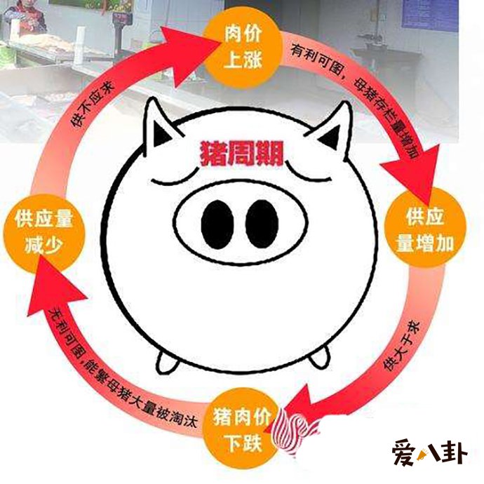 猪肉涨价的原因有哪些