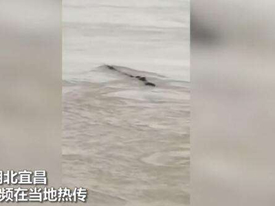 三峡水怪被打捞 原被猜测的神秘生物竟然是这个