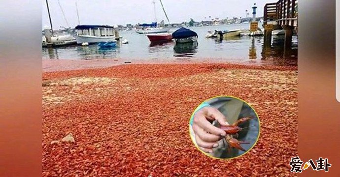 荷兰的小龙虾成灾害