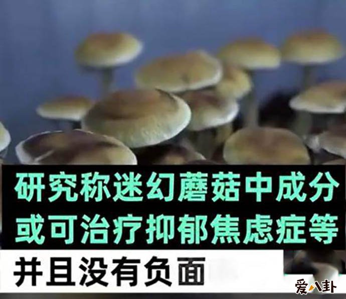 食用迷幻蘑菇是变相吸毒是怎么回事